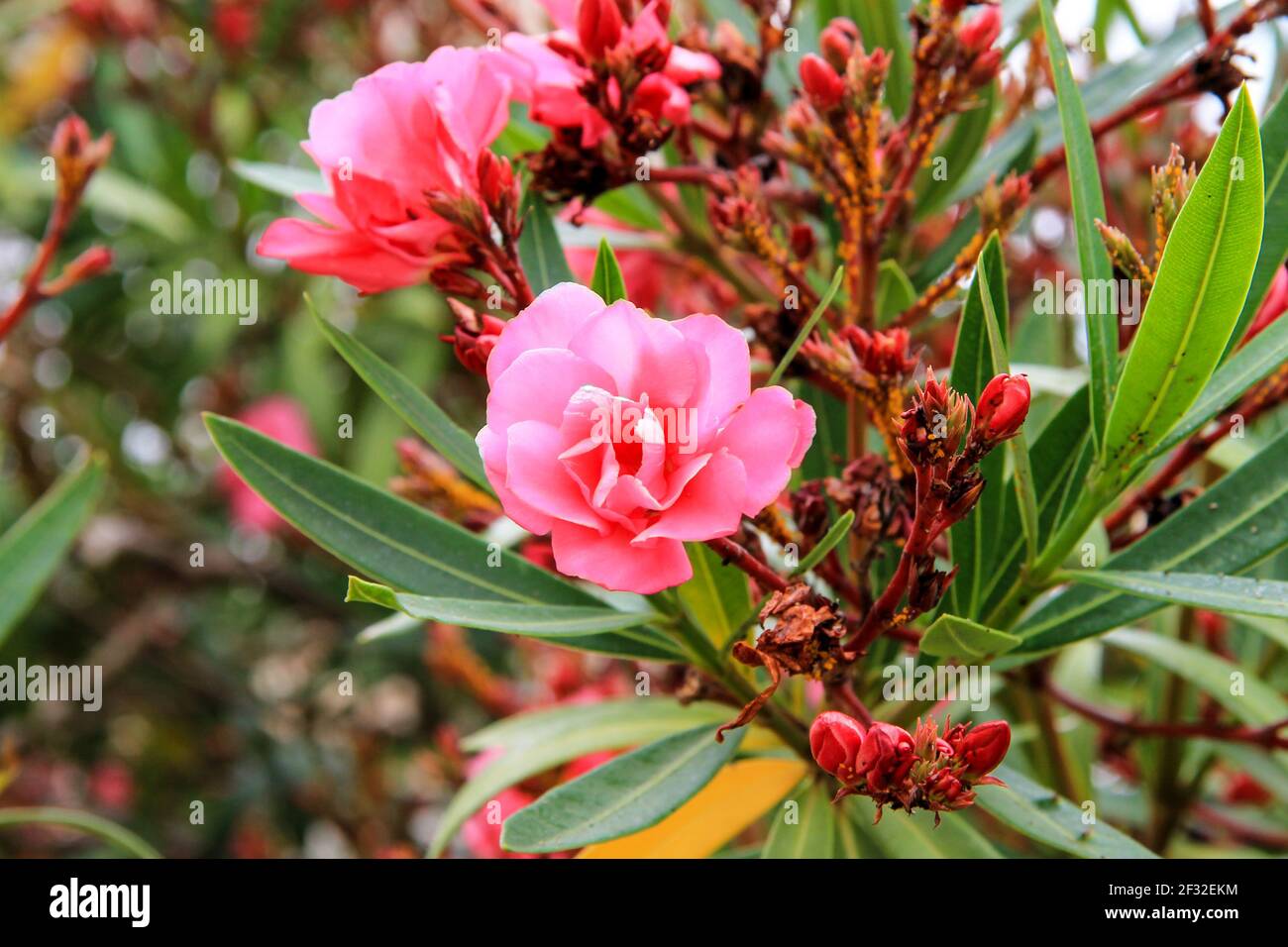 The best flowers of pink oleander, Nerium oleander, bloomed in the spring. Shrub, a small tree, cornel Apocynaceae family, garden plant. Red summer Stock Photo
