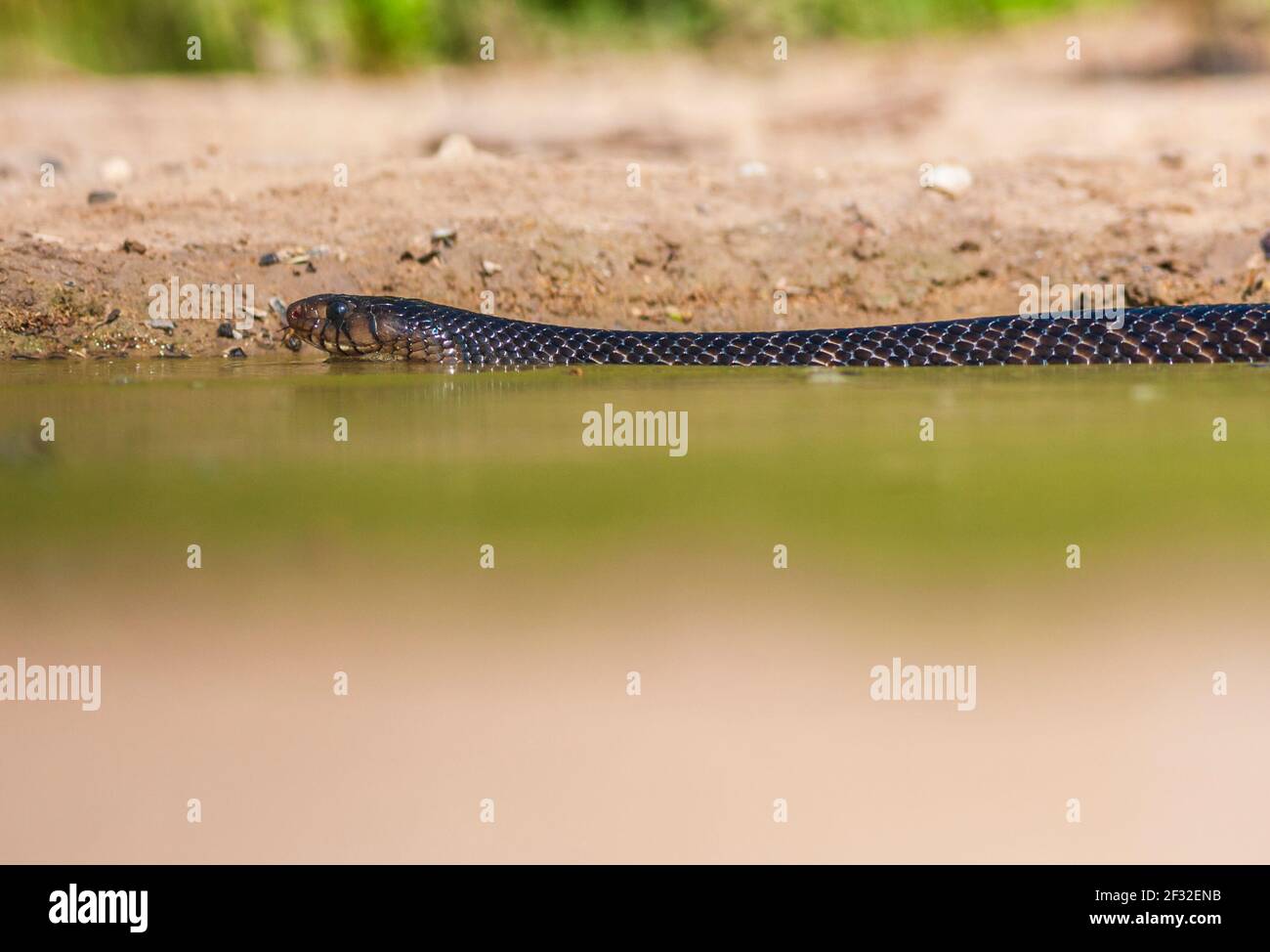 Texas Indigo Snake, Drymarchon melanurus erebennus, coming for water to a pond in South Texas. Texas indigo snakes prefer lightly vegetated areas. Stock Photo