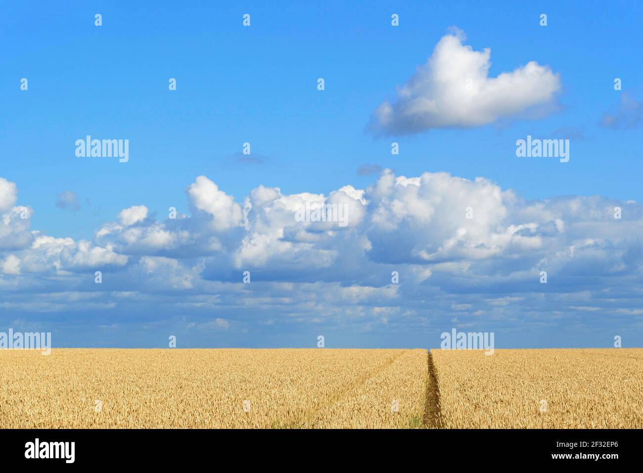 Wheat field (Triticum aestivum) unground wheat, blue sky with low