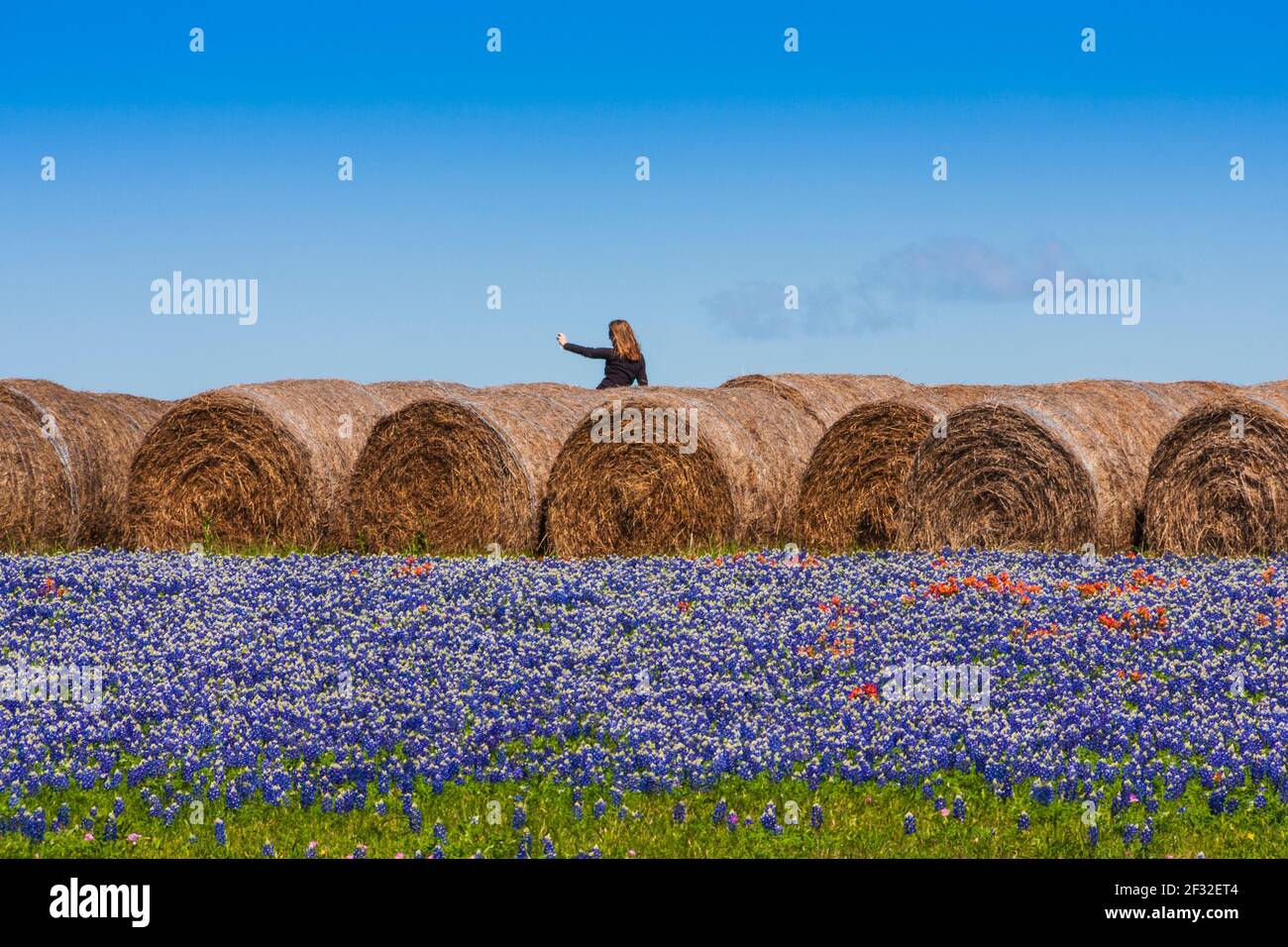 Woman taking photo with cell phone of hay bales in a field of Texas Bluebonnets, Lupinus texensis, and Indian Paintbrush, Castilleja indivisa,  near W Stock Photo