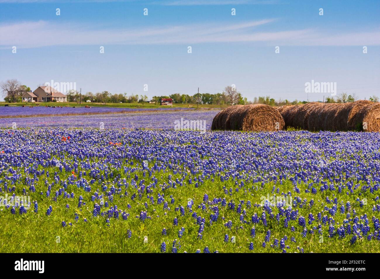 A field of Texas Bluebonnets, Lupinus texensis, with hay bales on a ranch along Texas highway 382 near Whitehall, Texas. Stock Photo