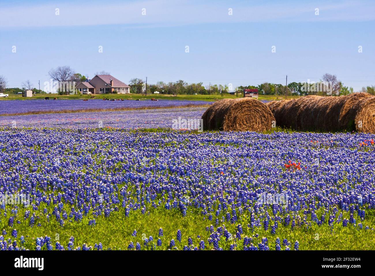 A field of Texas Bluebonnets, Lupinus texensis, with hay bales on a ranch along Texas highway 382 near Whitehall, Texas. Stock Photo
