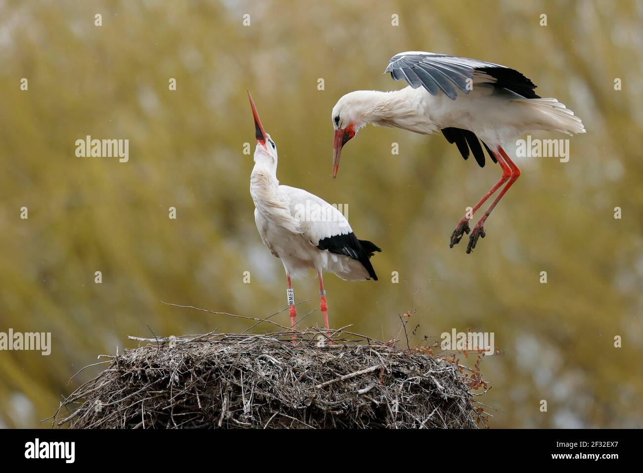 White stork (Ciconia ciconia) in action on the nest, Hesse, Germany Stock Photo