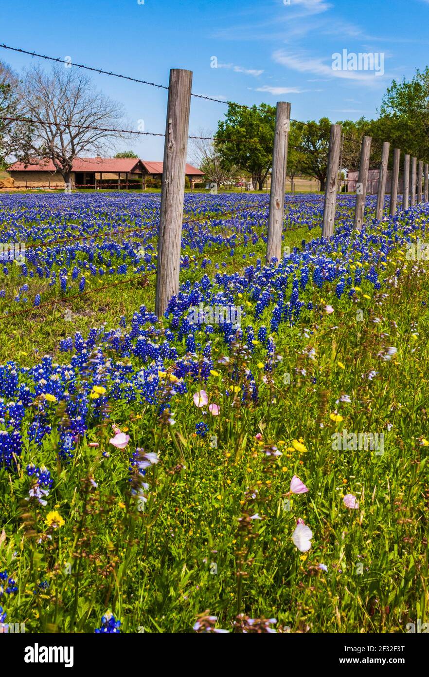 Texas Bluebonnets, Lupinus texensis, along a fence line at Whitehall, Texas. Stock Photo