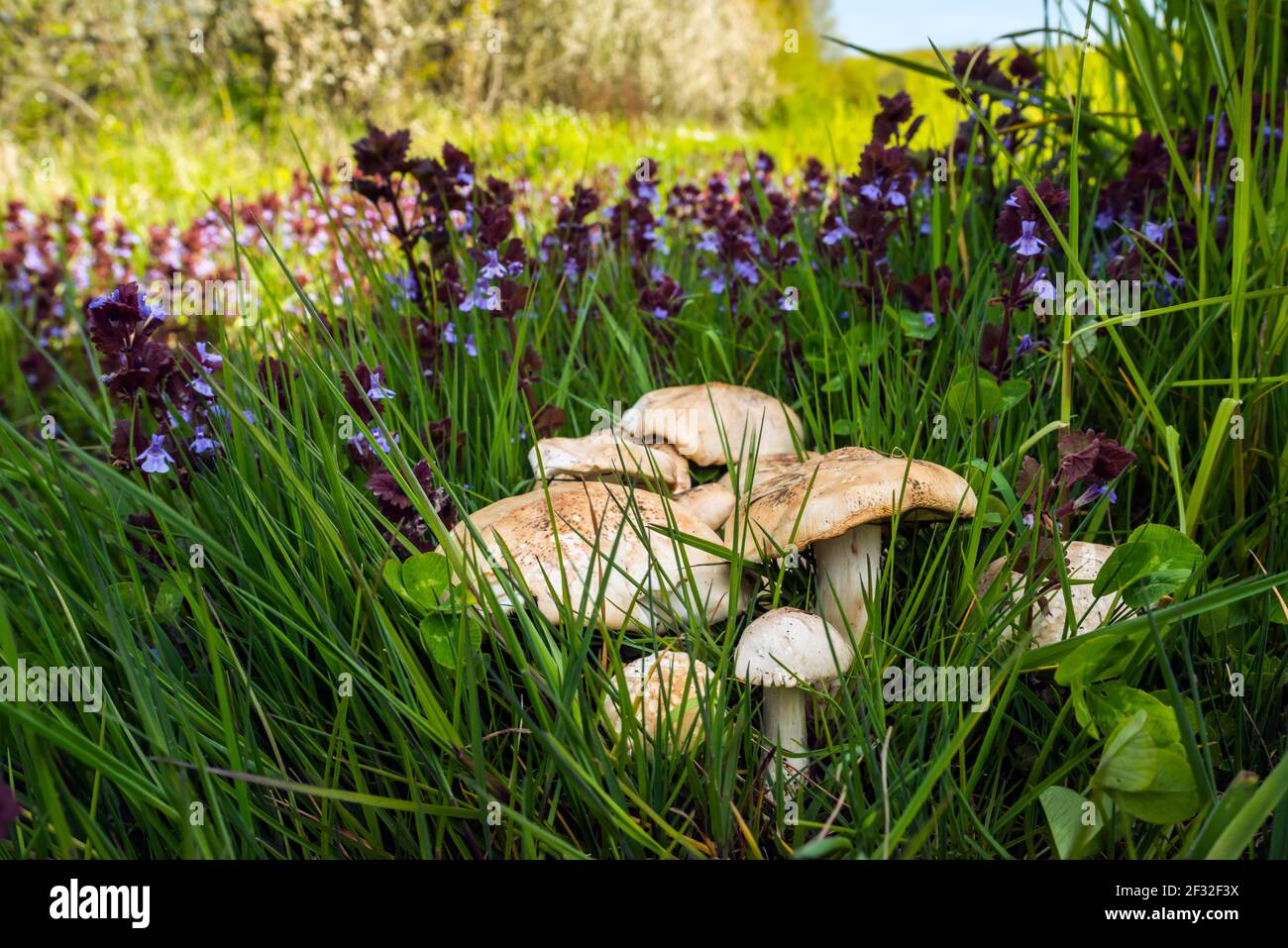 Mairitterling (Calocybe gambosa), mushroom, Mecklenburg-Vorpommern, Germany Stock Photo
