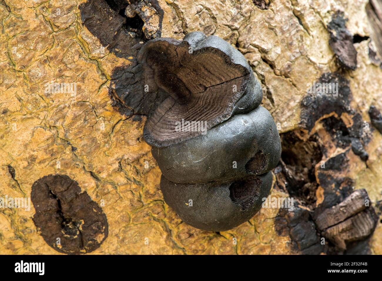 Charcoal ball fungus (Daldinia concentrica), fungus, Mecklenburg