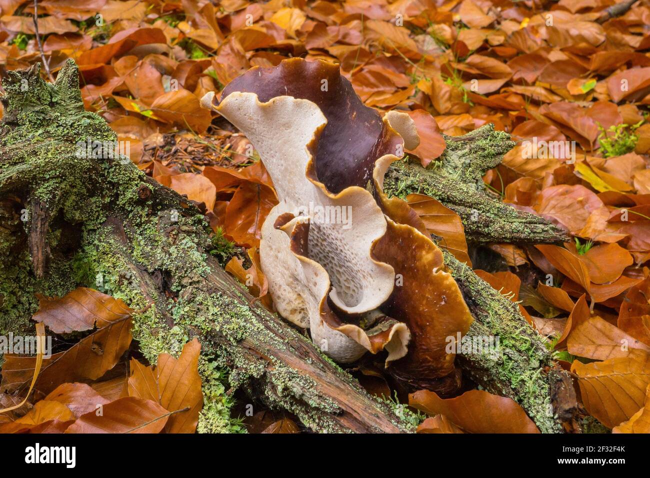 Chestnut-brown stem porling (Picipes badius), fungus, Mecklenburg-Western Pomerania, Germany Stock Photo