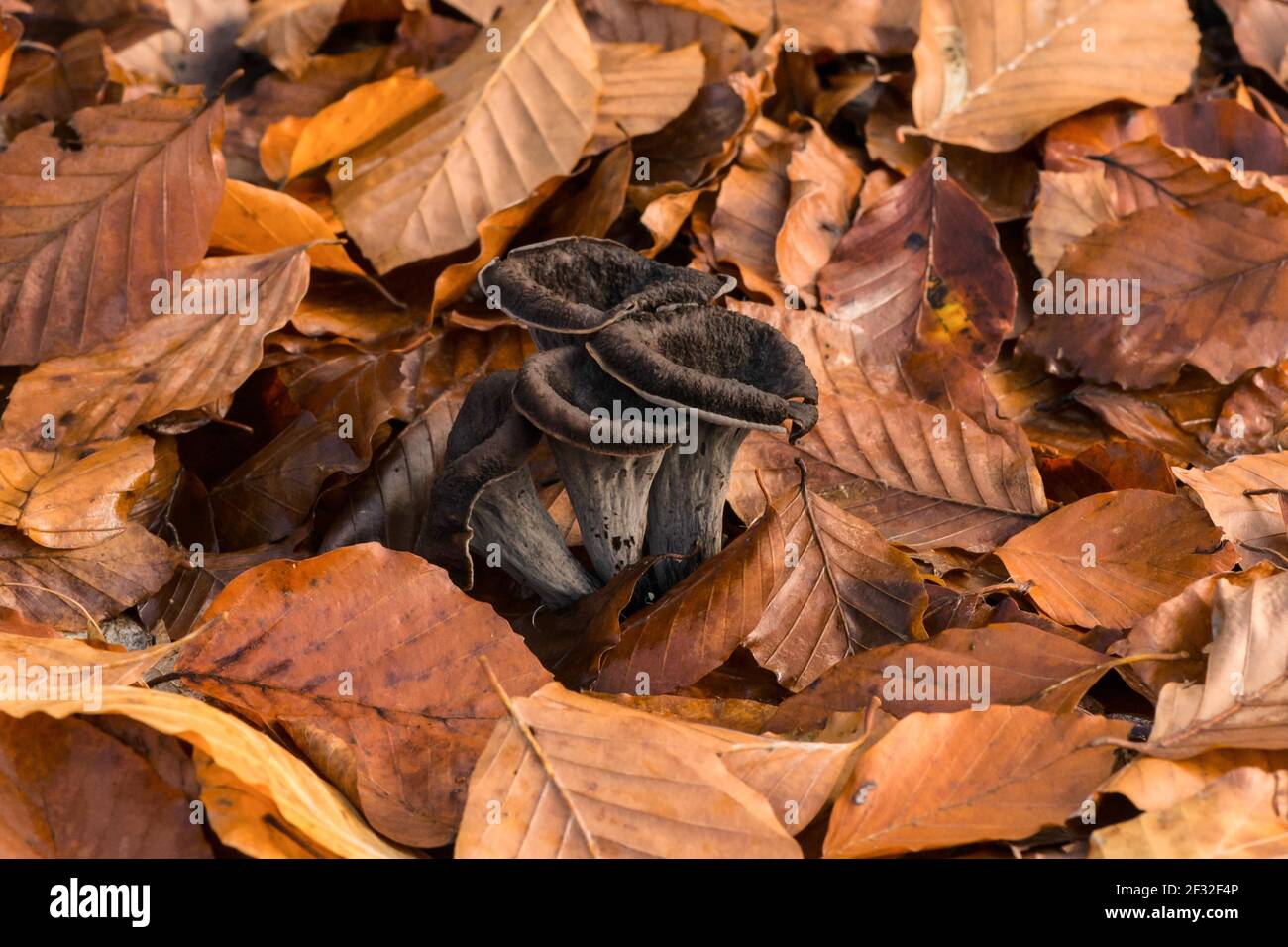 Horn of Plenty (Craterellus cornucopioides), edible, mushroom, Mecklenburg-Vorpommern, Germany Stock Photo