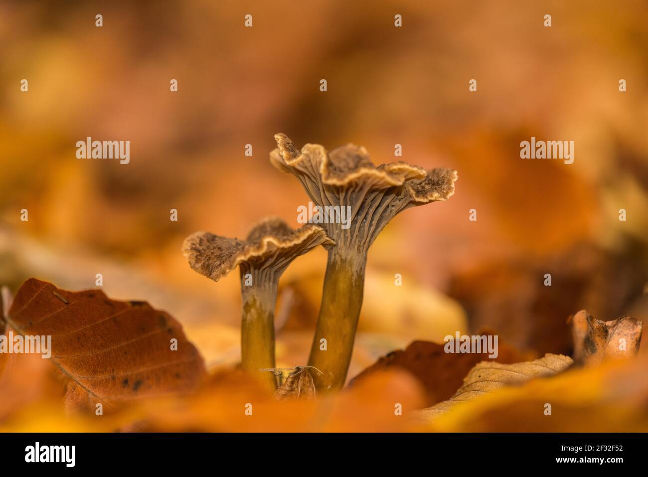 Yellowfoot (Craterellus tubaeformis), edible, mushroom, Mecklenburg-Vorpommern, Germany Stock Photo
