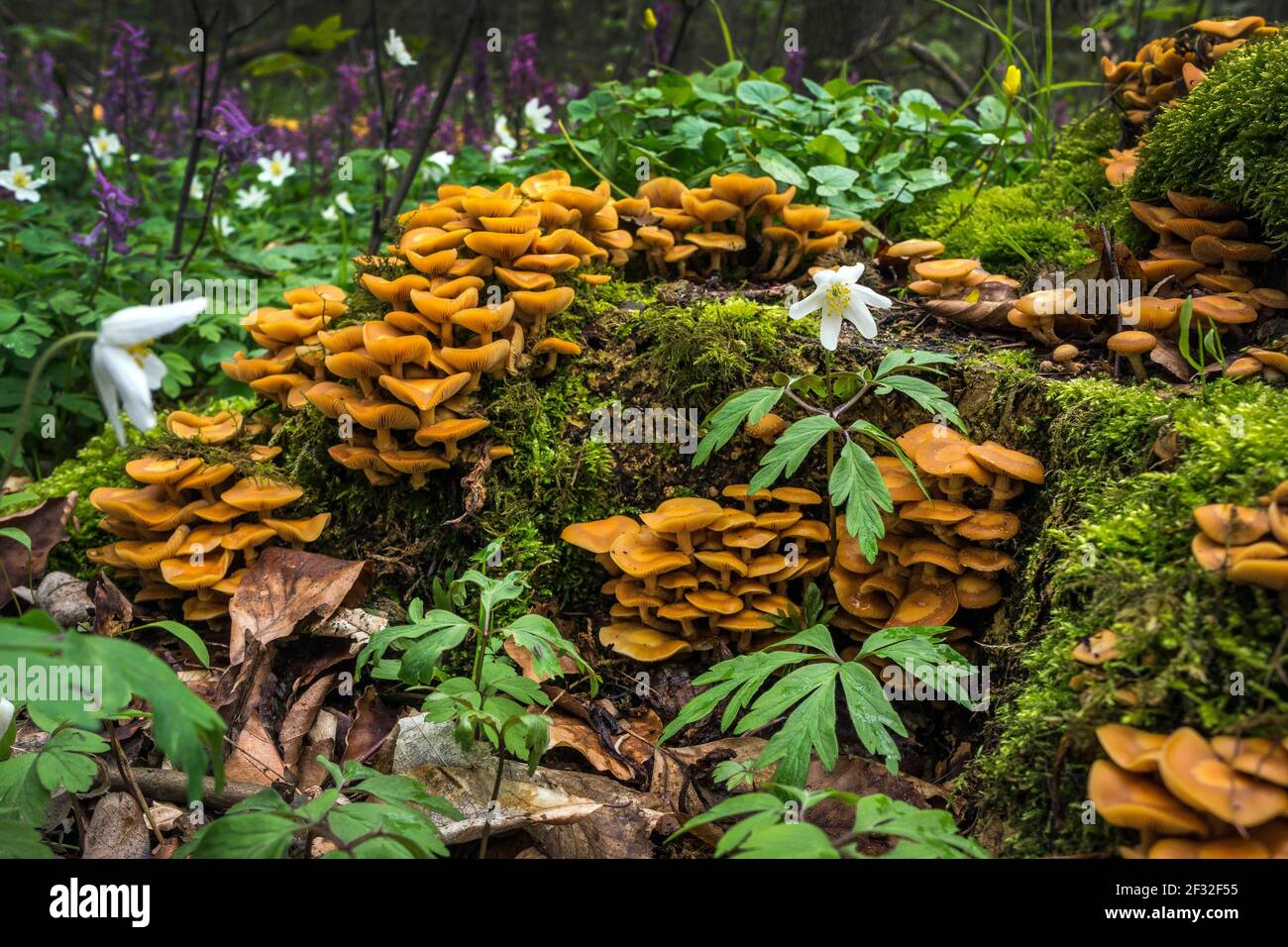 Wood sponge (Kuehneromyces mutabilis), edible, mushroom, wood anemone, early bloomer, spring, Mecklenburg-Western Pomerania, Germany Stock Photo