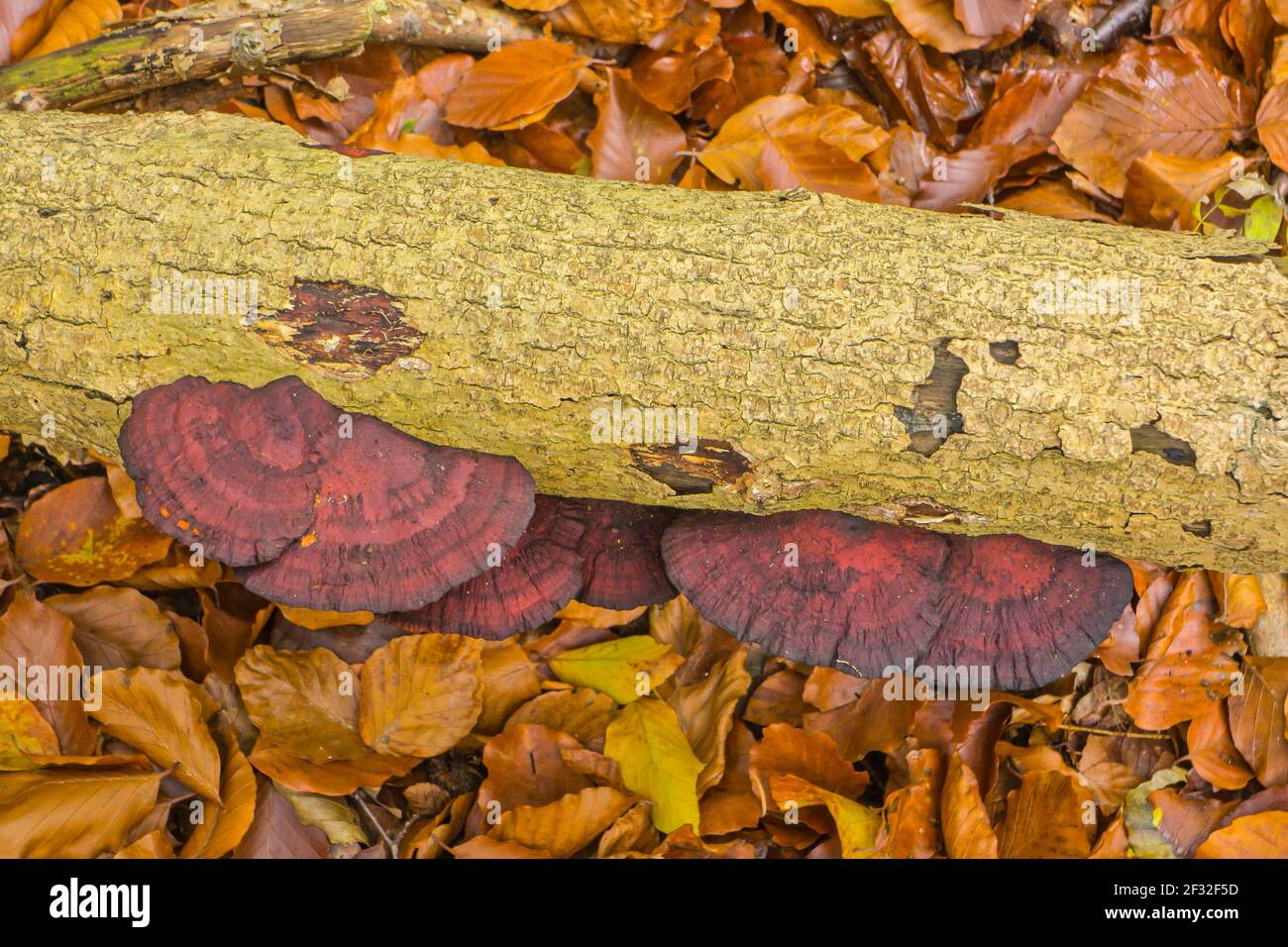 Thin walled maze polypore (Daedaleopsis confragosa), tree fungus, mushroom, Mecklenburg-Western Pomerania, Germany Stock Photo