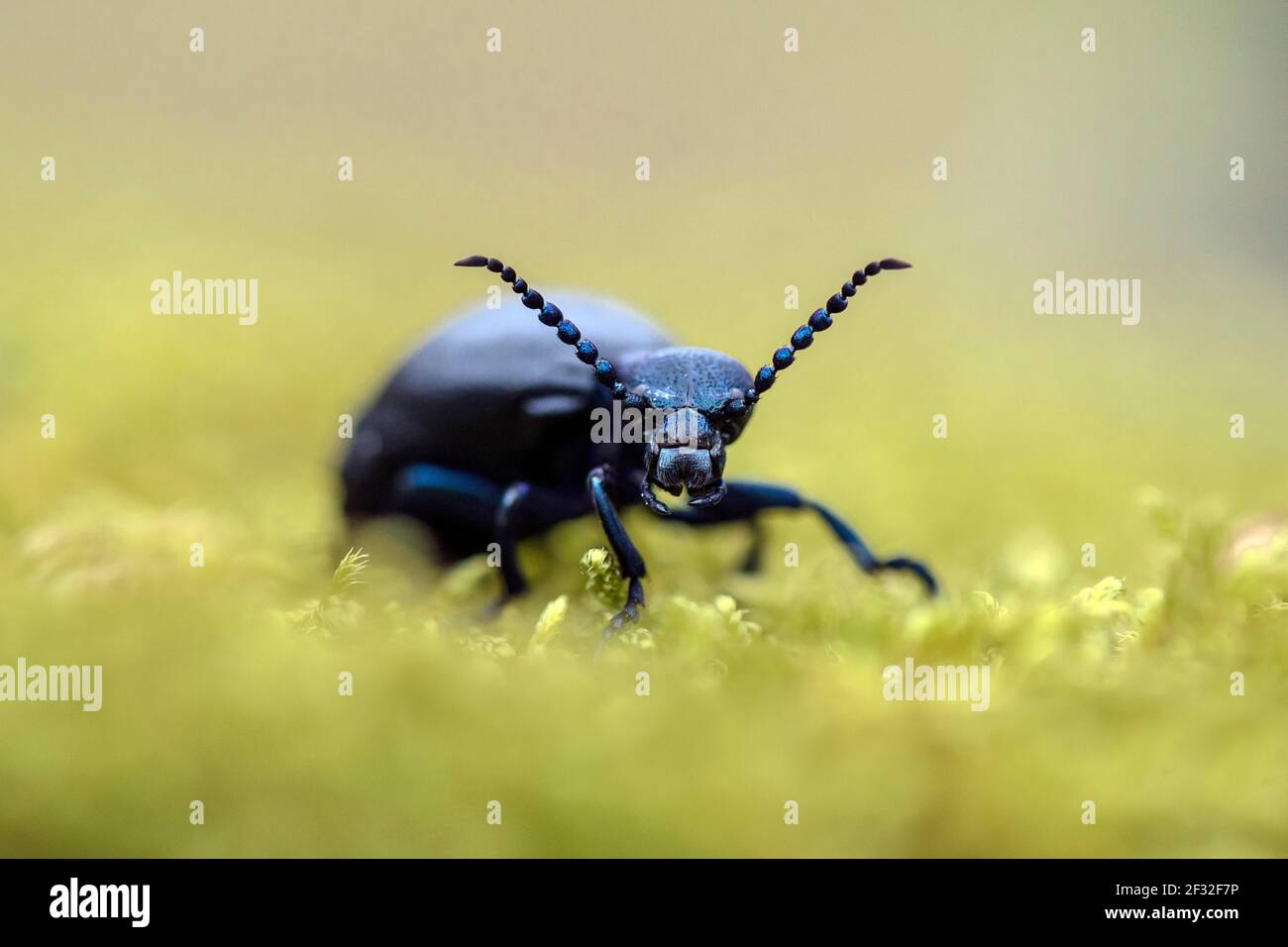 Meloe violaceus (Meloe violaceus), portrait, MecklenburgVorpommern