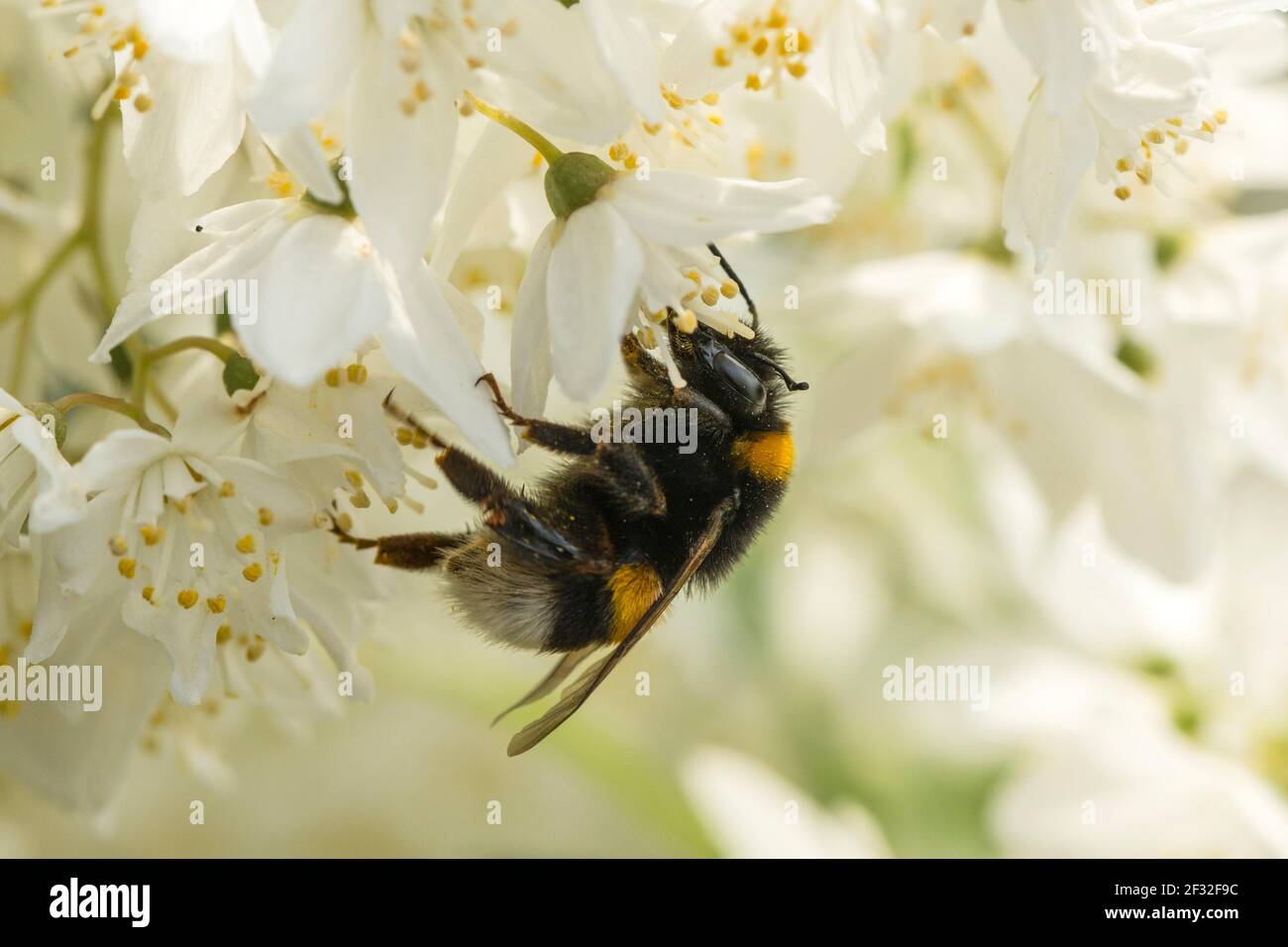 Large earth bumblebee (Bombus terrestris), Rough deutzia (Deutzia scabra) Stock Photo
