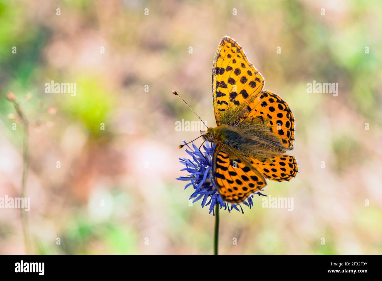 Queen of Spain fritillary (Issoria lathonia) butterfly, butterfly, Mecklenburg-Vorpommern, Germany Stock Photo