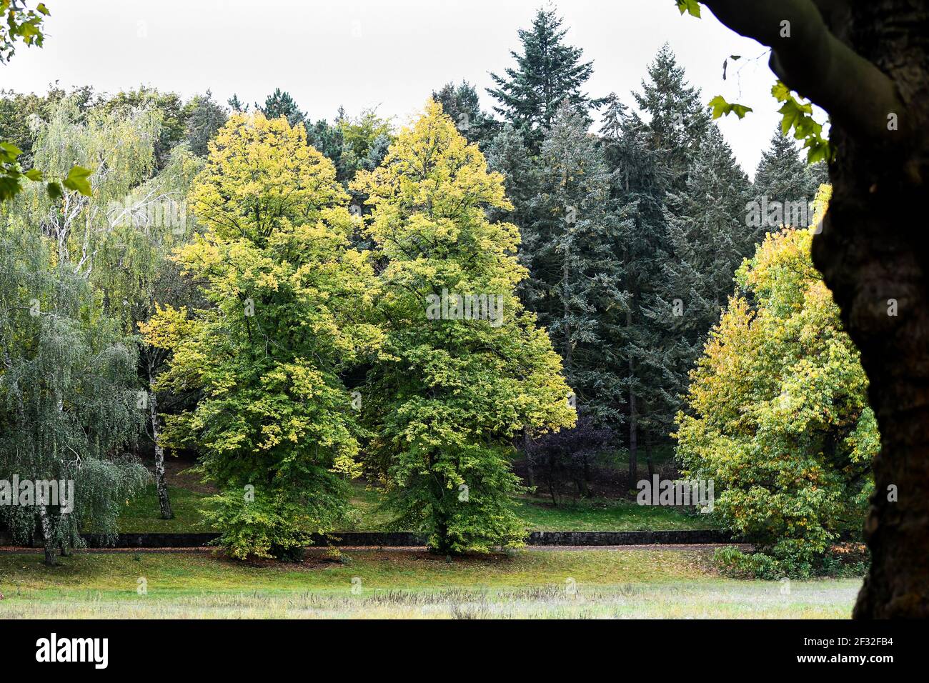 Big trees hi-res stock photography and images - Alamy