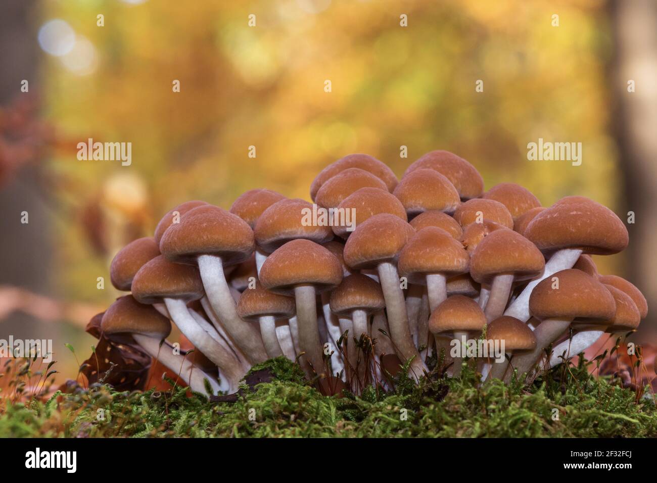 Stump Brittlestem (Psathyrella piluliformis), mushroom, poisonous mushroom, Mecklenburg-Western Pomerania, Germany Stock Photo