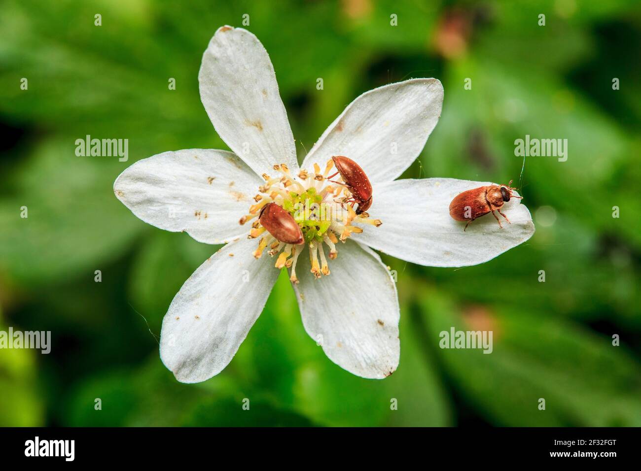 Pollen beetle (Meligethes aeneus) Stock Photo