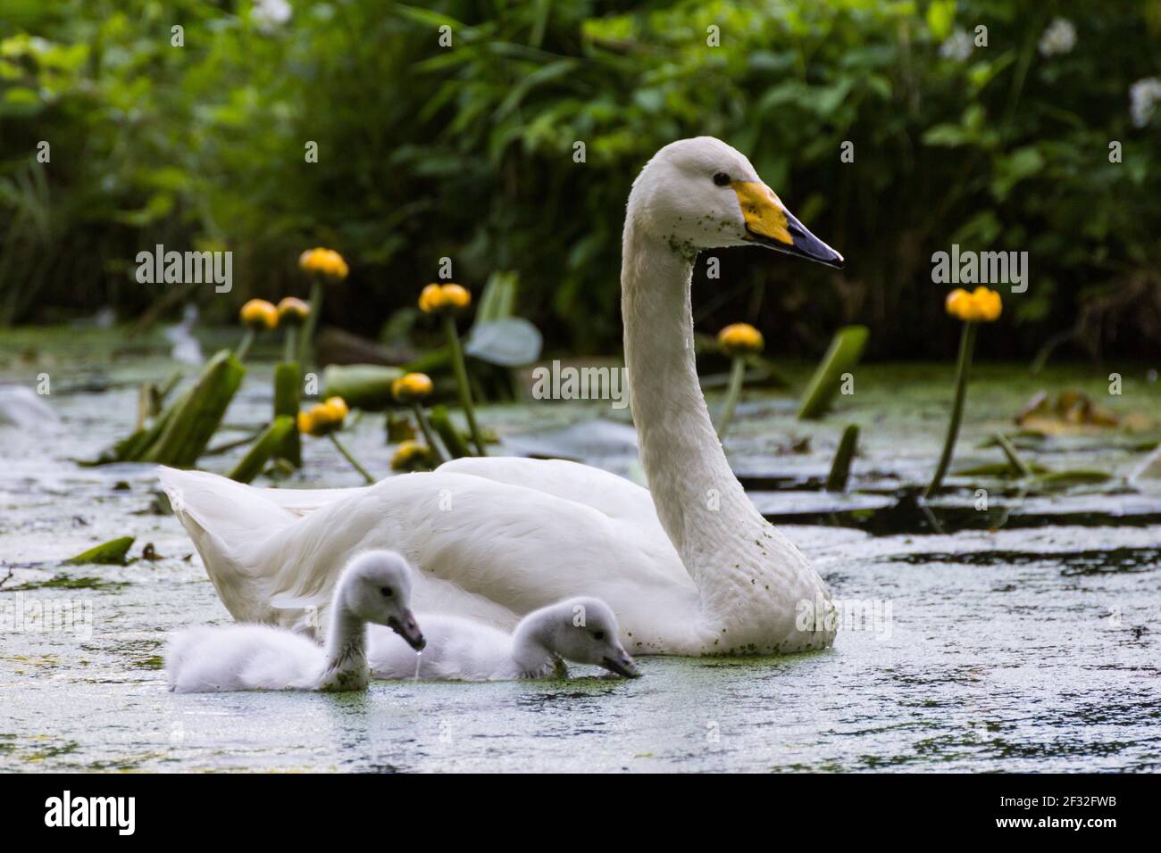 Whooper swan (Cygnus cygnus) and young birds, Schleswig-Holstein ...