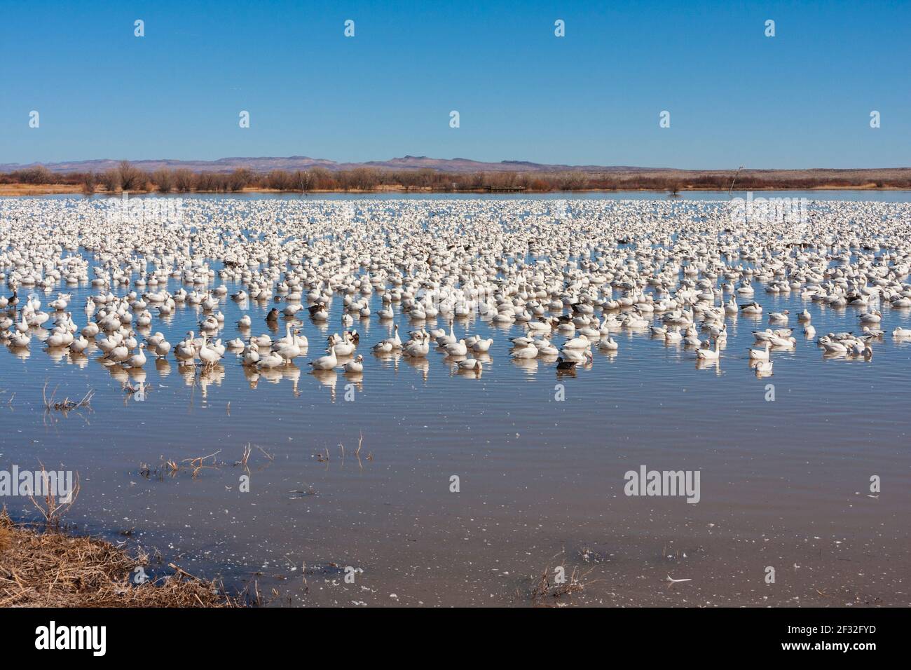 Snow Geese, Chen caerulescens, at Bosque del Apache National Wildlife Refuge. At Bosque, tens of thousands of birds spend the winter. Stock Photo