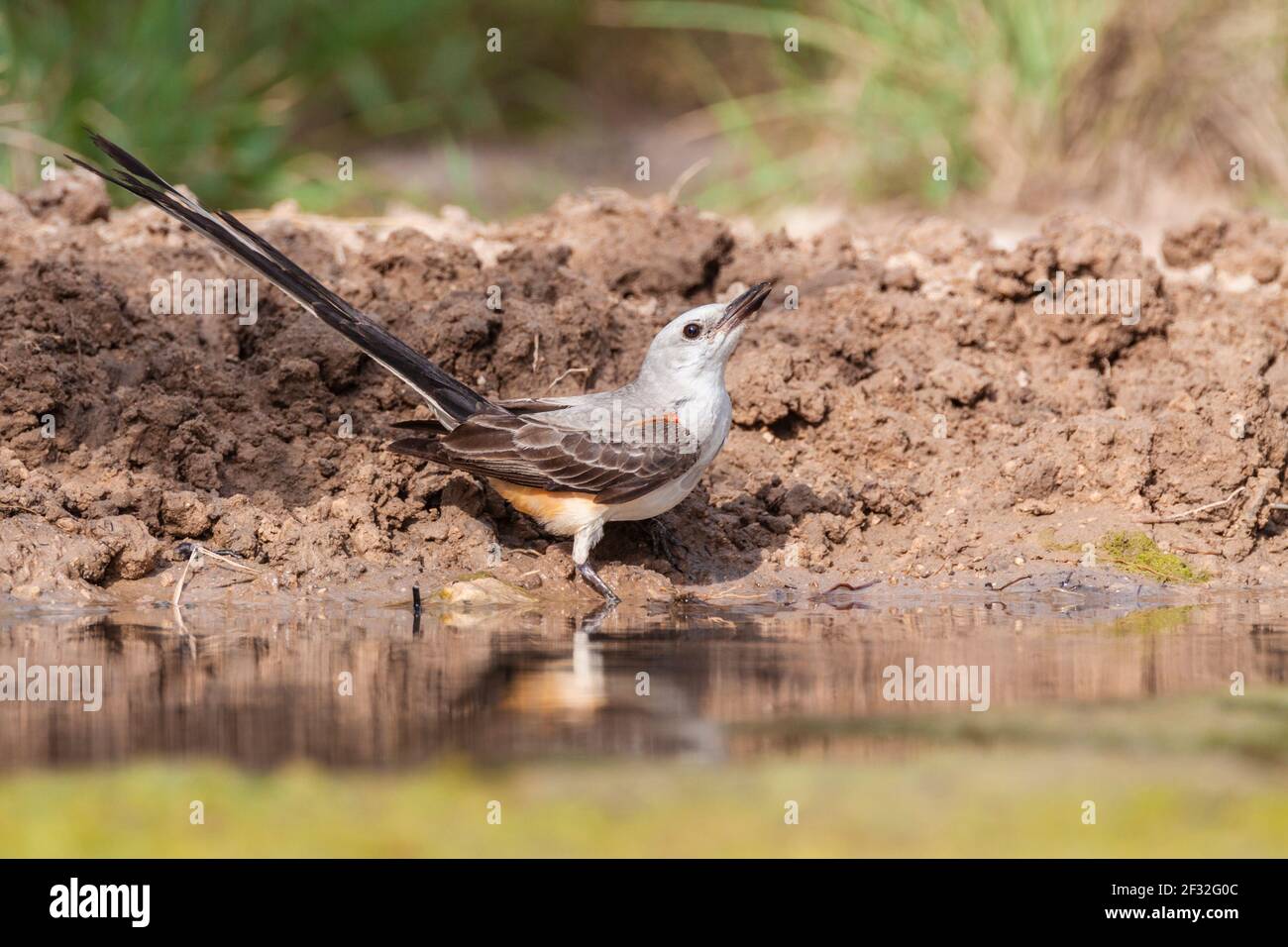 Scissor-tailed Flycatcher, Tyrannus forficatus, on a ranch in South Texas. This is the state bird of Oklahoma. Stock Photo