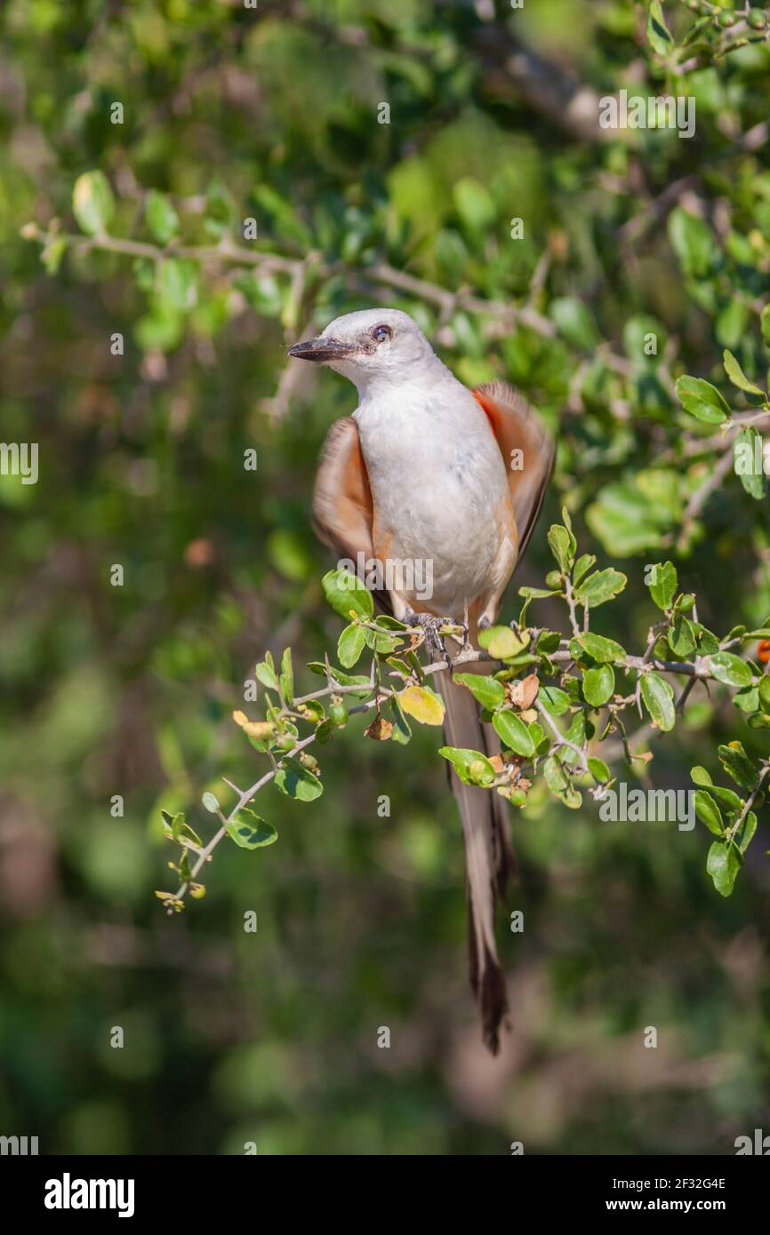 Scissor-tailed Flycatcher, Tyrannus forficatus, on a ranch in South Texas.  This bird is the state bird of Oklahoma. Stock Photo