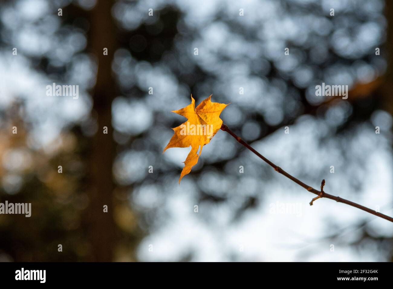Golden coloured leaf hi-res stock photography and images - Alamy