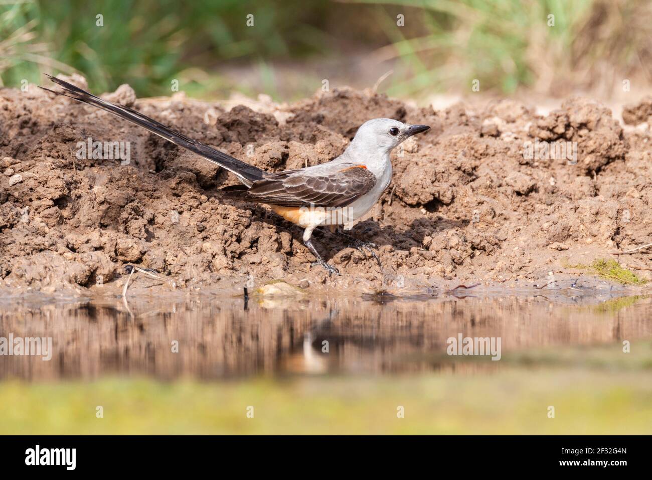 Scissortailed Flycatcher, Tyrannus forficatus, on a ranch in South