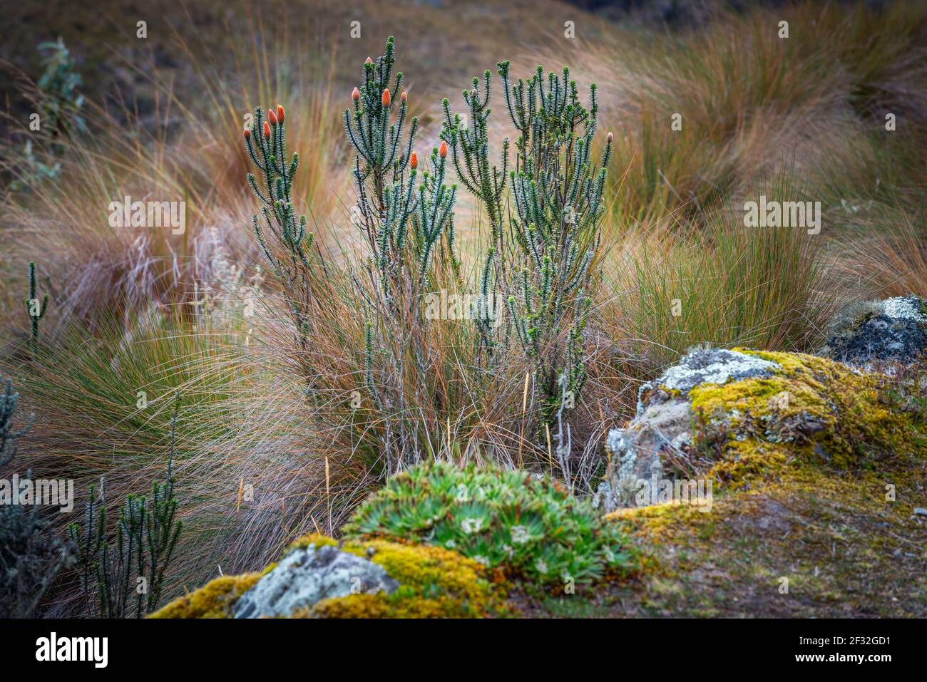 Ecuador flower andes mountain hi-res stock photography and images - Alamy