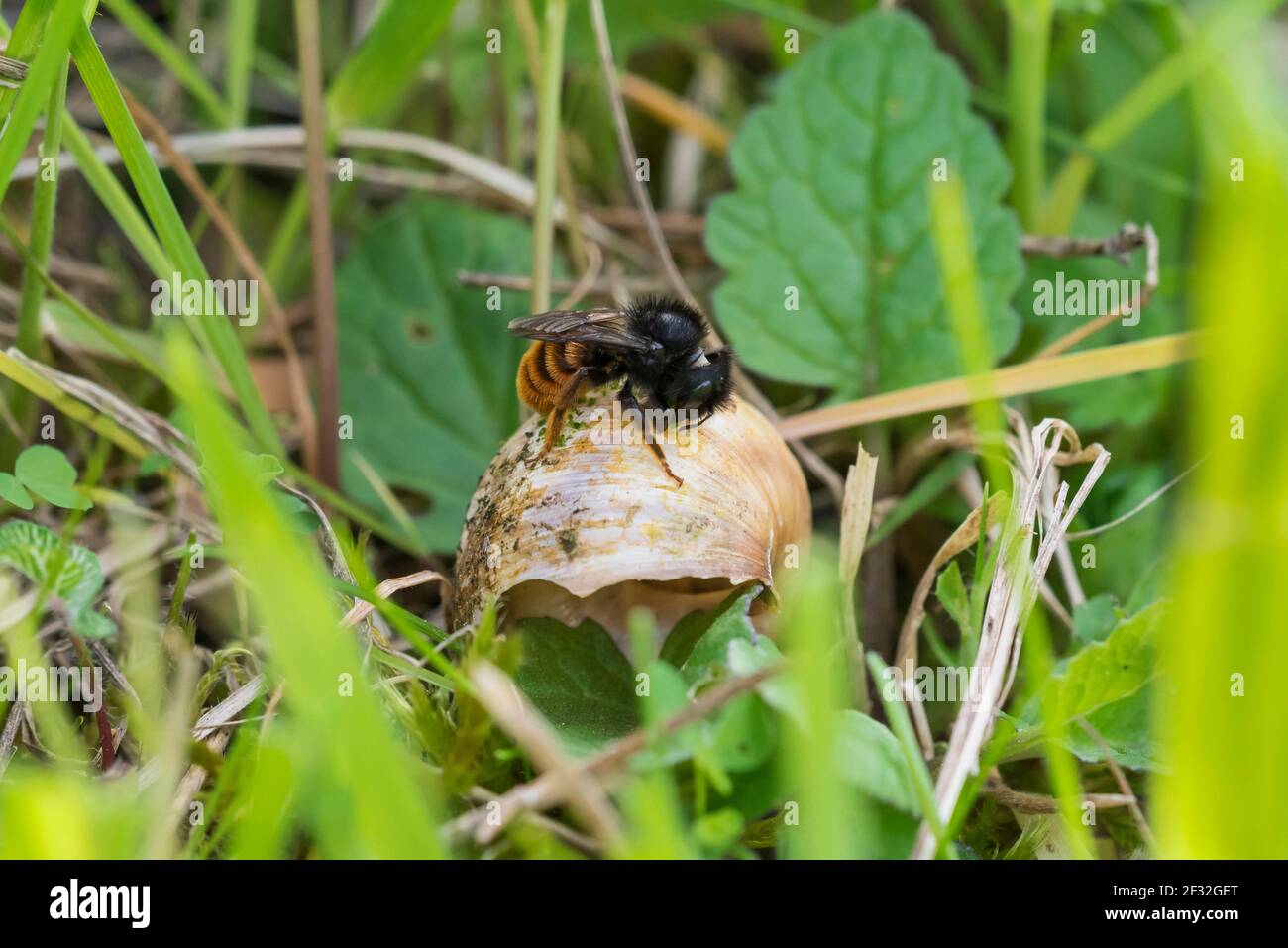 Bicoloured snail shell mason bee, Hildesheim, Lower Saxony (Osmia bicolor), Germany Stock Photo