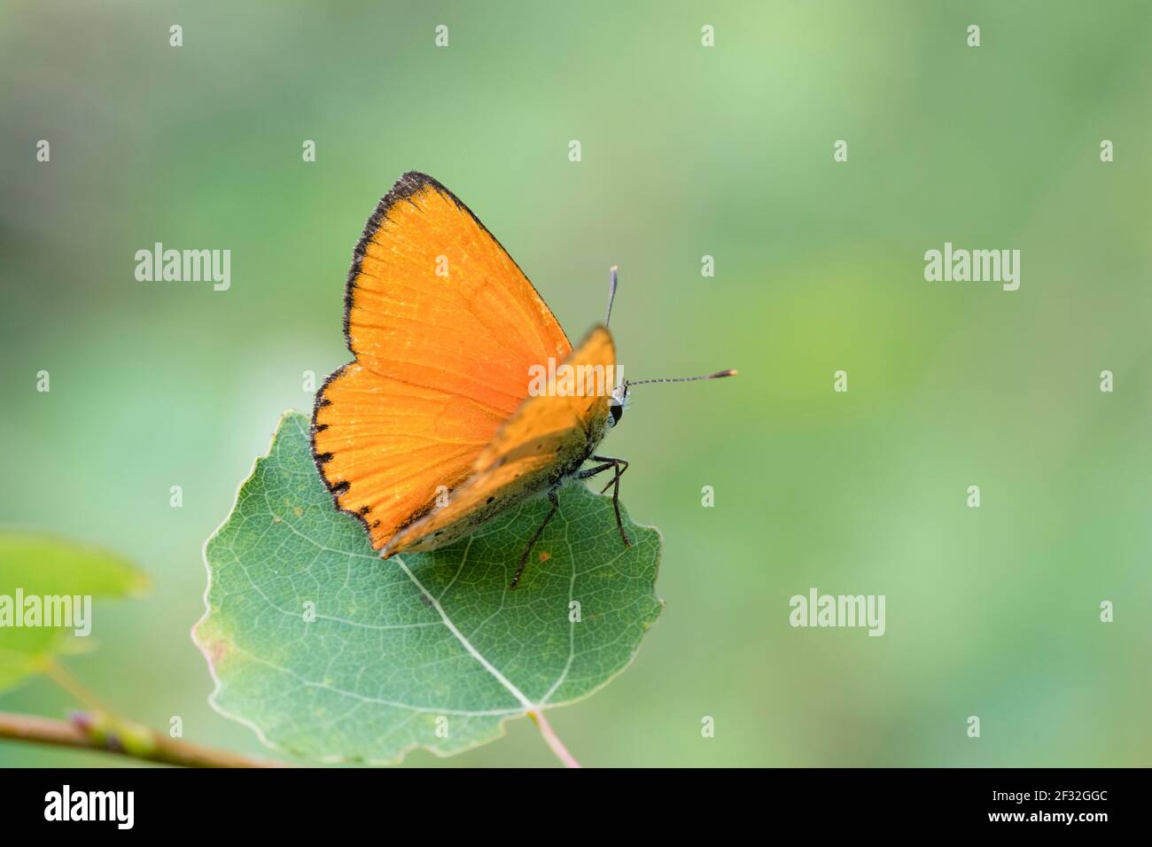 Ducat fire butterfly male, Lueneburg, Lower Saxony (Lycaena virgaureae), Germany Stock Photo