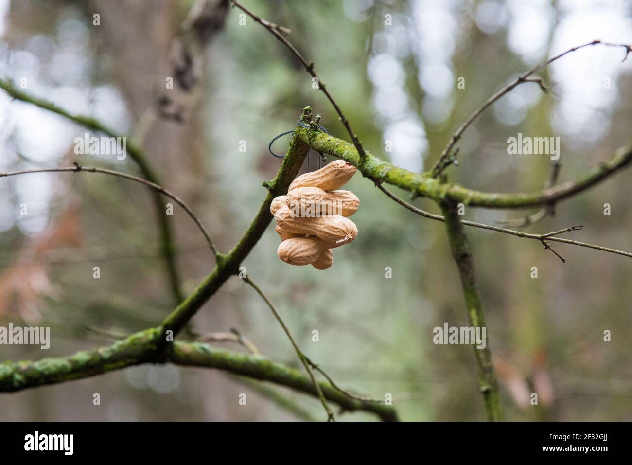 peanuts haning on a branch serving as a feeding spot for birds Stock Photo