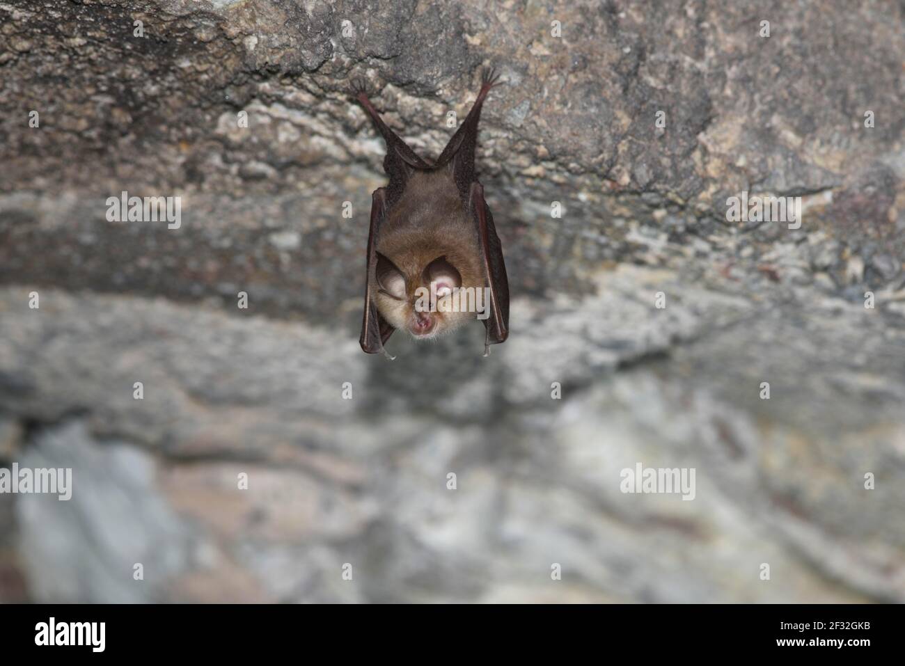 Lesser horseshoe bat (Rhinolophus hipposideros), hanging from the ...