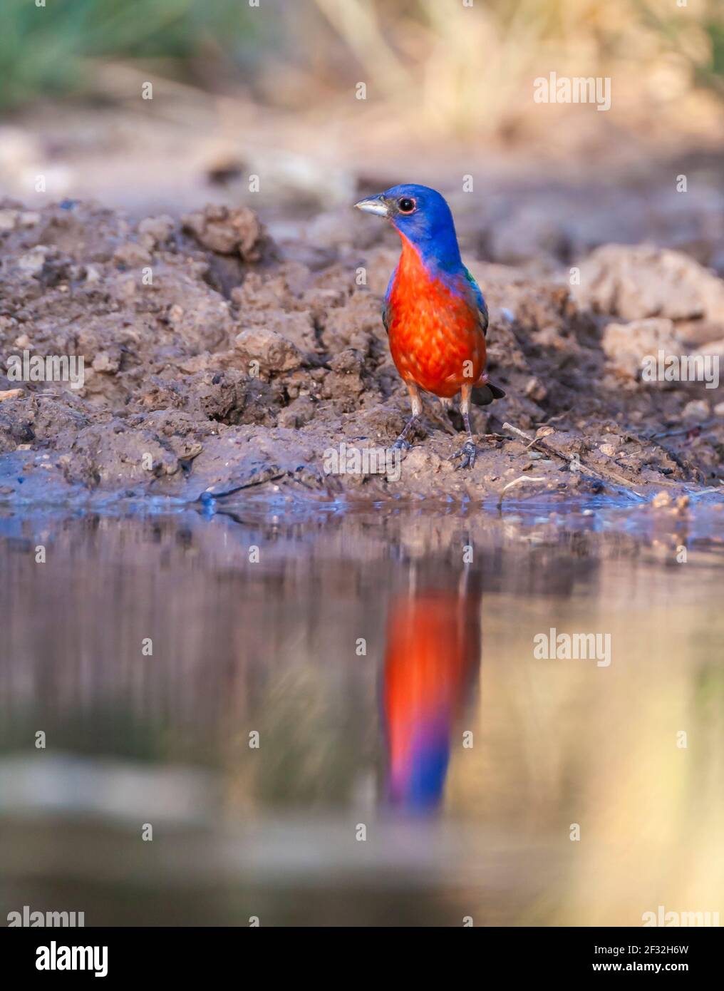 Painted Bunting, Passerina ciris, amazingly colorful bird, looking for water and relief from summer heat, on a ranch in South Texas. Stock Photo