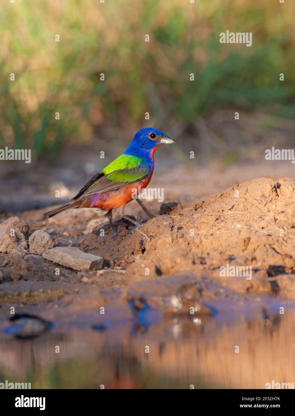 Painted Bunting, Passerina ciris, amazingly colorful bird, looking for water and relief from summer heat, on a ranch in South Texas. Stock Photo