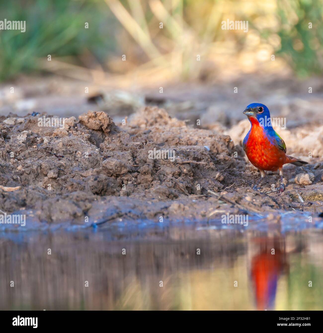 Painted Bunting, Passerina ciris, amazingly colorful bird, looking for water and relief from summer heat, on a ranch in South Texas. Stock Photo