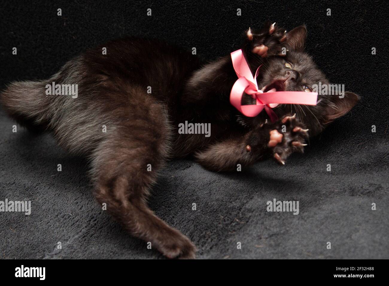 a fierce scary black kitten yowling and showing its sharp little claws Stock Photo