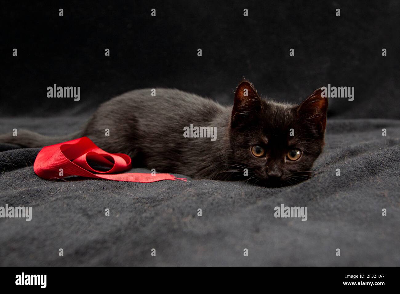 A four week old black kitten on a bed with black blanket and red ribbon Stock Photo
