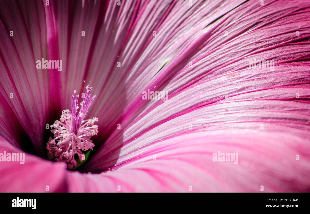 Close up beautiful lavatera flower Stock Photo