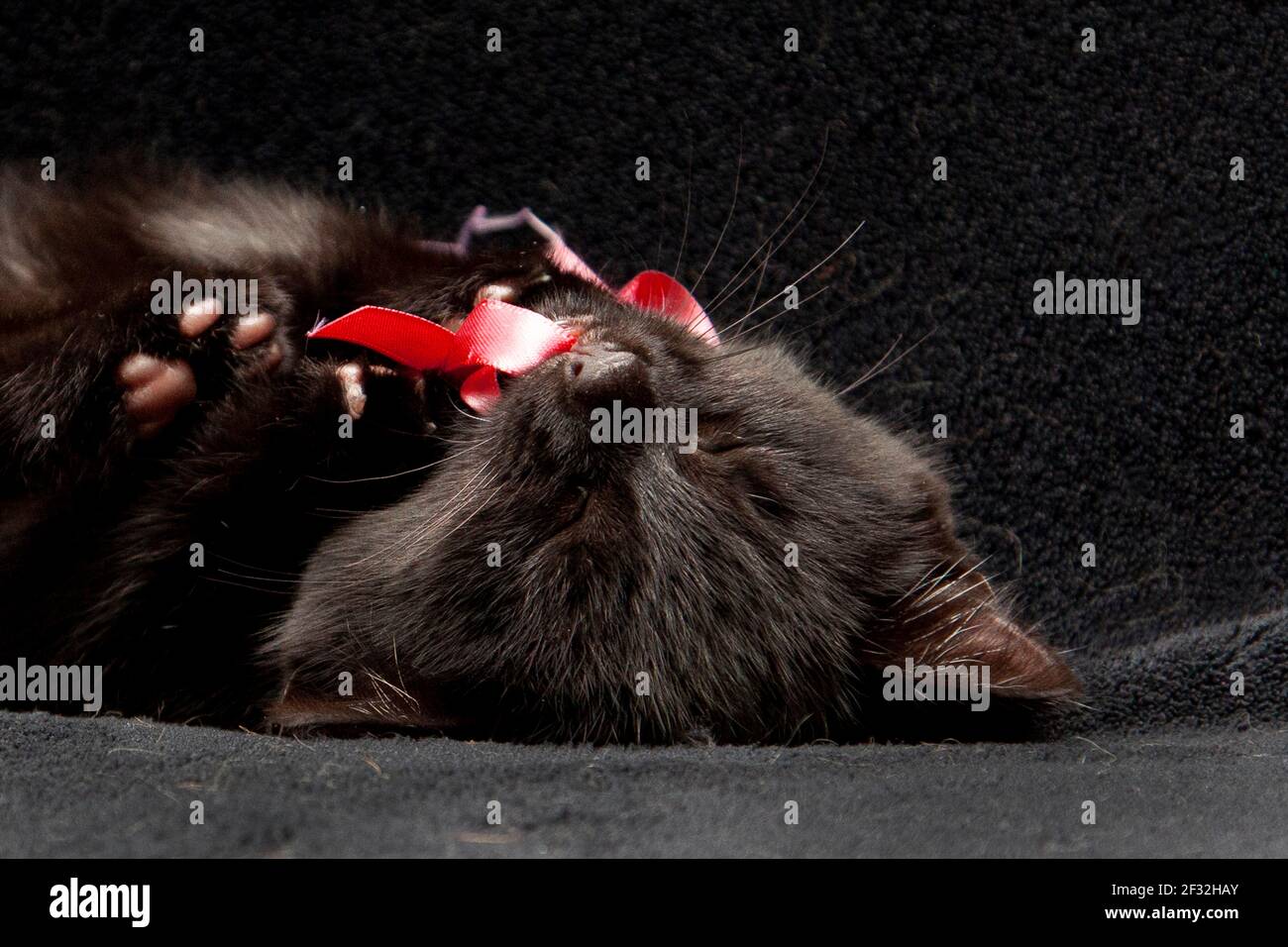 A tiny four week old kitten snoozes upside down on a black blanket Stock Photo