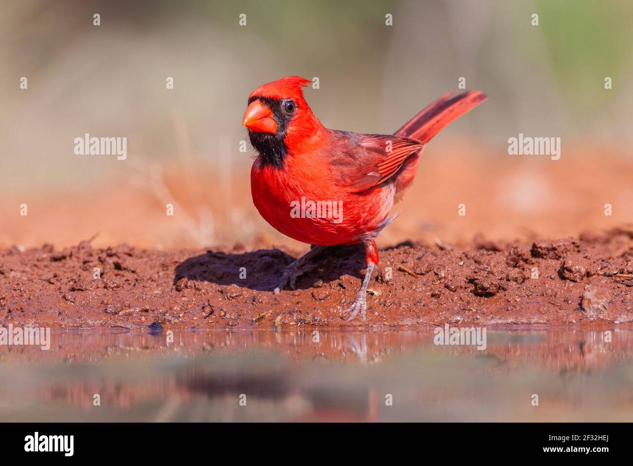 Northern Cardinal, Cardinalis cardinalis, looking for water and relief from summer heat, on a ranch in South Texas. Stock Photo