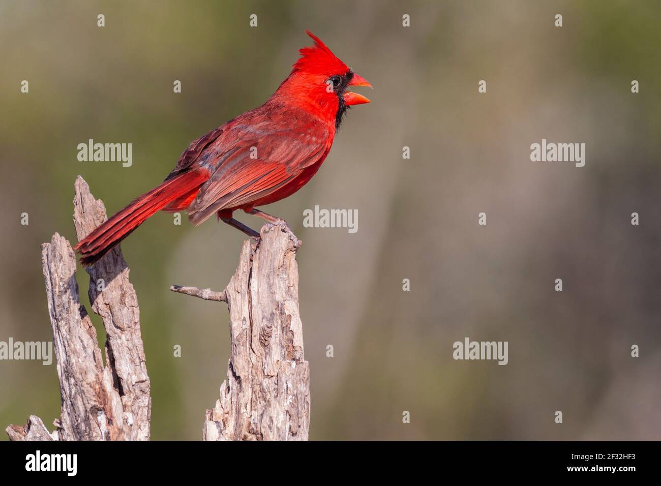 Northern Cardinal, Cardinalis cardinalis, looking for water and relief from summer heat, on a ranch in South Texas. Stock Photo