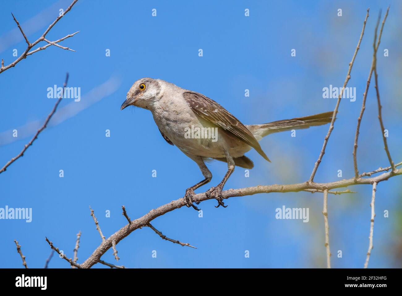 Northern Mockingbird, Mimus polyglottos, the only mockingbird commonly found in North America, looking down from a perch, on a ranch in South Texas. Stock Photo