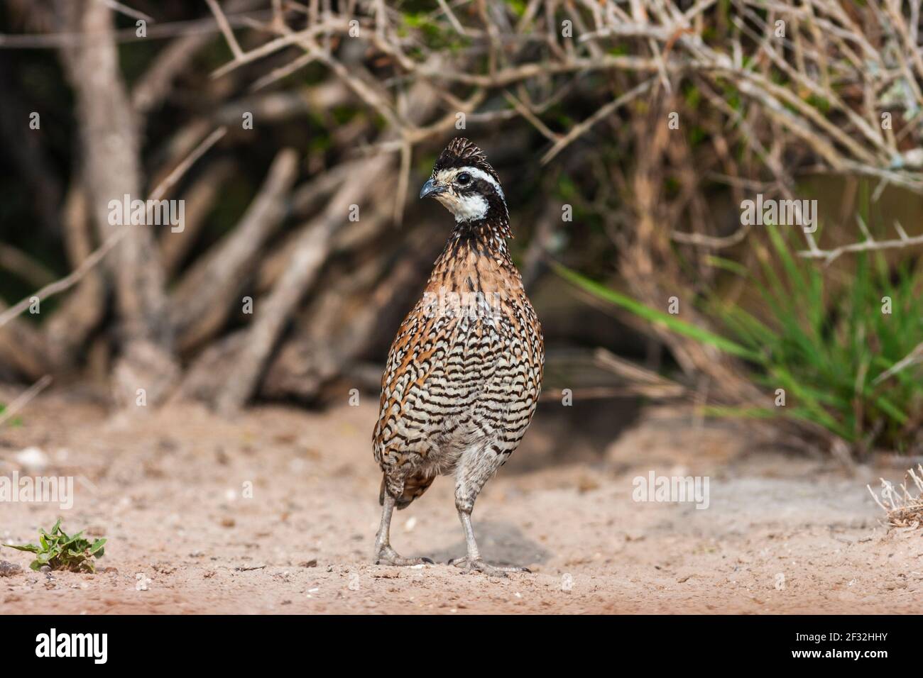 Northern Bobwhite, the  bobwhite quail (Colinus virginianus) which received its name from a distinct, whistled 'bobwhite' call, looking for water. Stock Photo