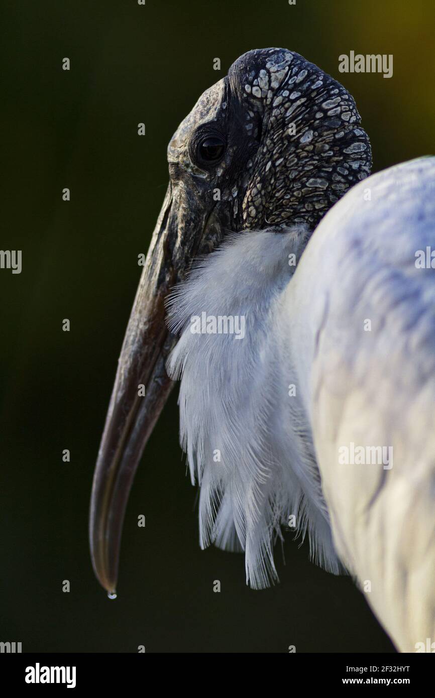 Dark head and feathery ruff of wood stork against dark bokeh background in Florida, United States Stock Photo