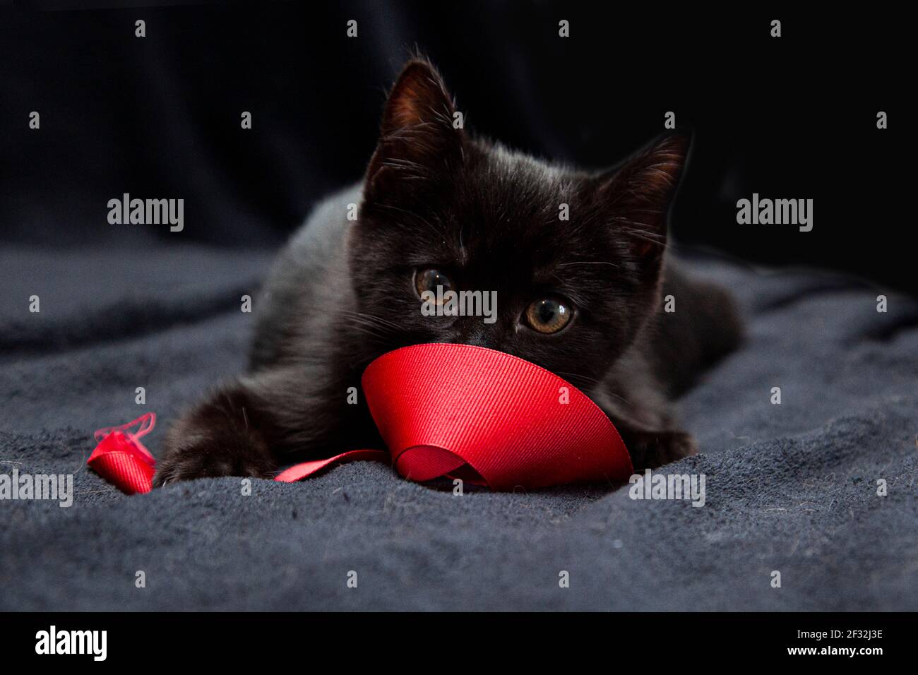 A black kitten peeking at you over a red ribbon Stock Photo