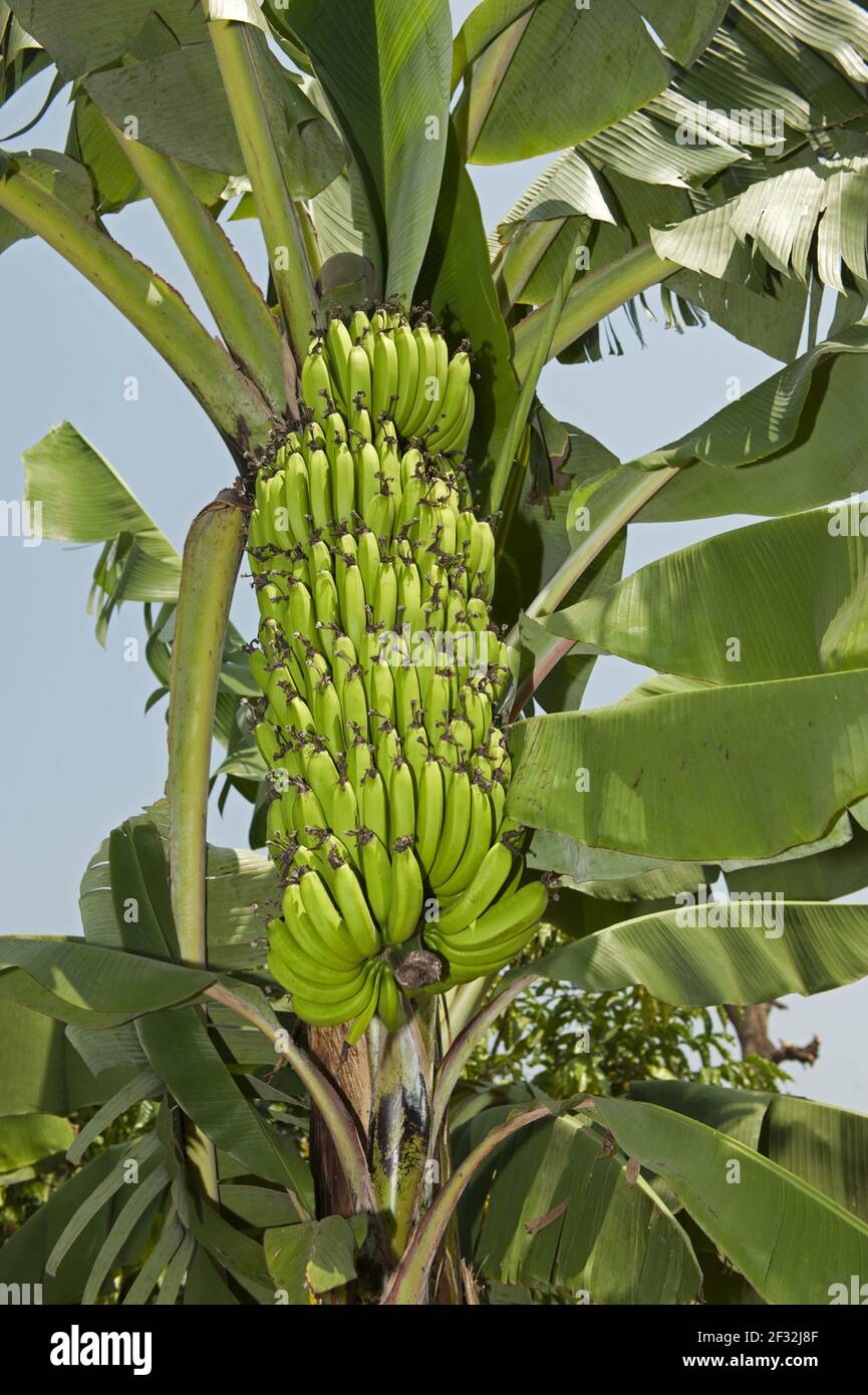 Banana, banana (Musa), banana plants, Uganda Stock Photo Alamy