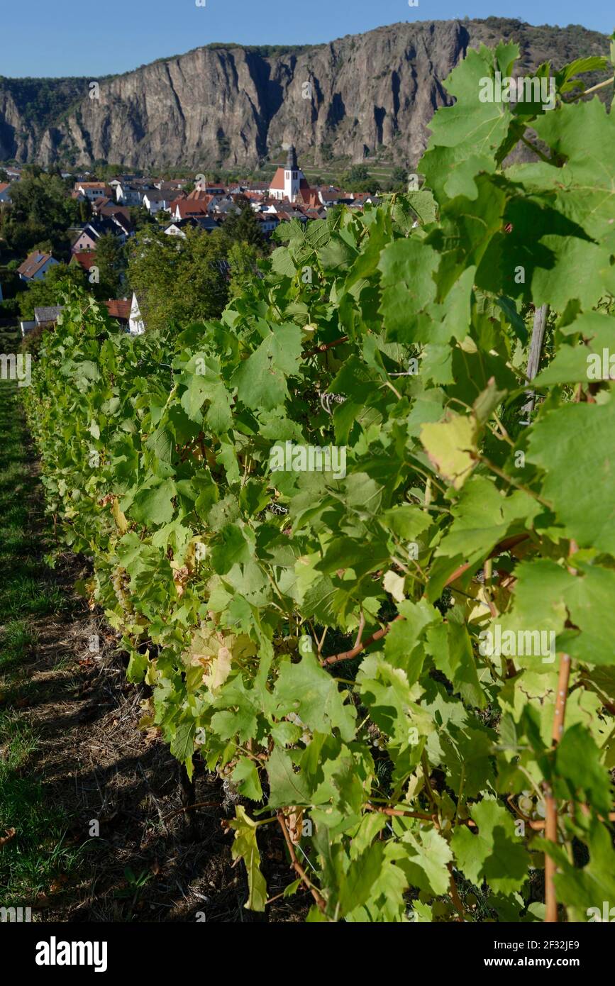 Vineyard with view to Ebernburg and Rotenfels, Ebernburg, Bad Kreuznach, Rhineland-Palatinate, Germany Stock Photo