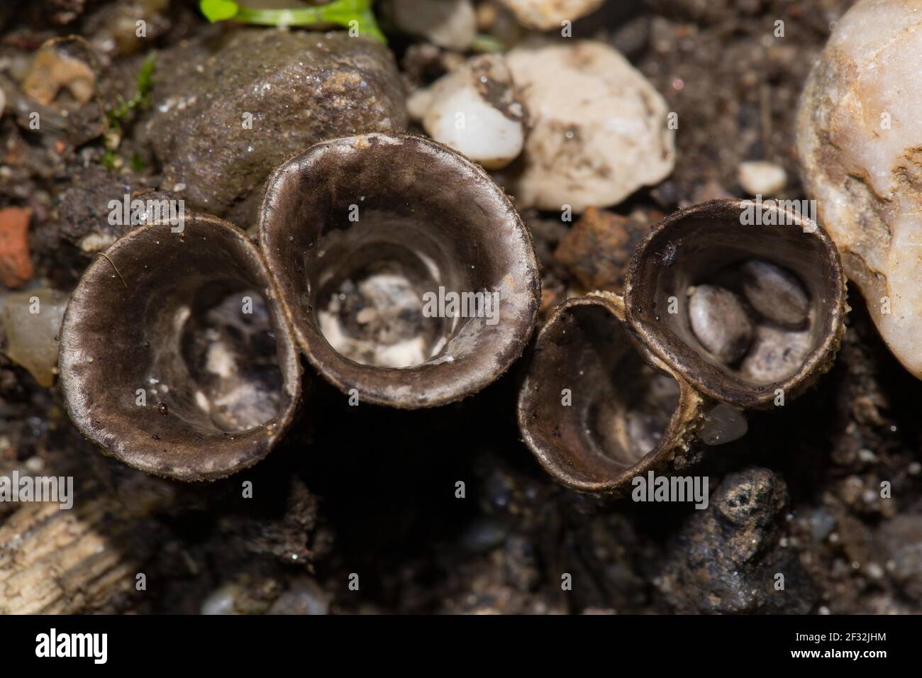 Potted sapling, lead-grey sapling, spore container (Cyathus olla) Stock Photo