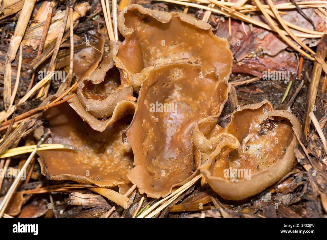 Blistered cupling (Peziza vesiculosa) Stock Photo