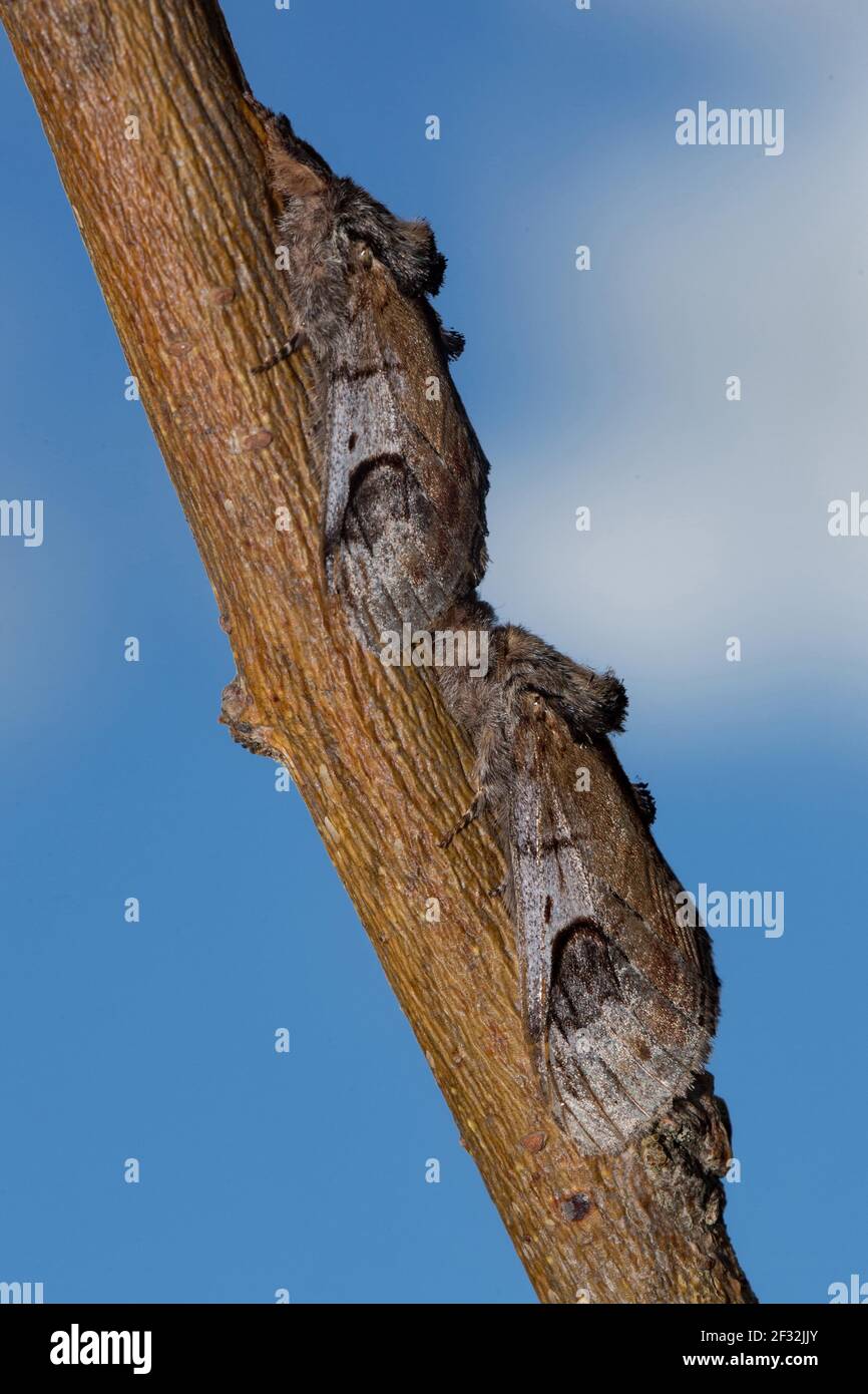 Pebble Prominent Moth (Notodonta ziczac) Stock Photo
